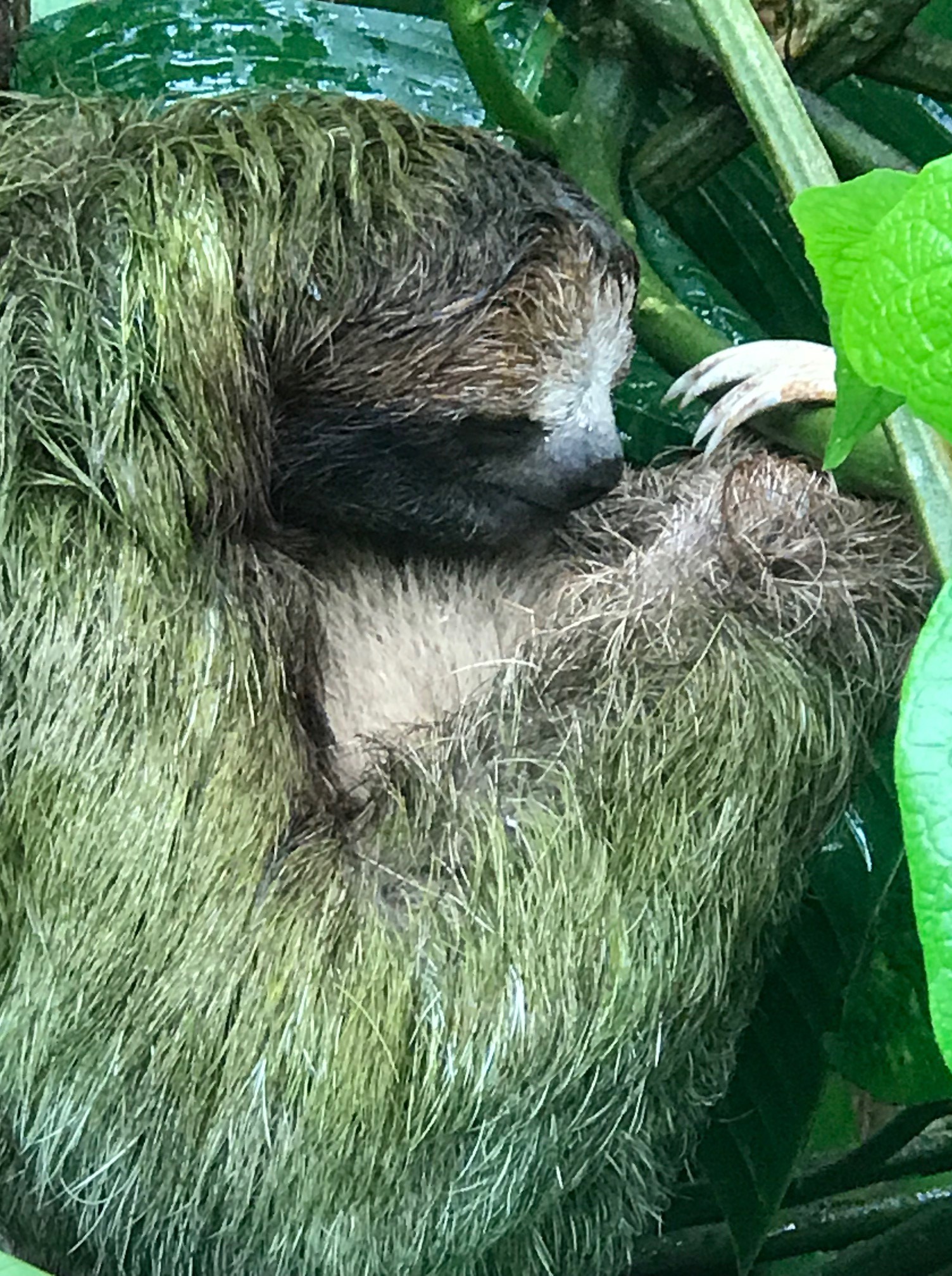 Sloth.jpg